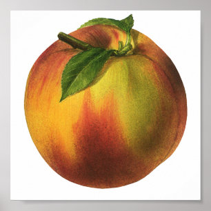 Vintage Food Fruit, Ripe Organic Peach with Leaf Poster