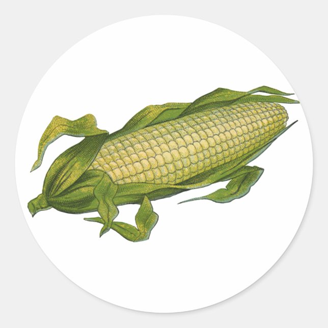 Vintage Food, Healthy Vegetables, Corn on the Cob Classic Round Sticker (Front)