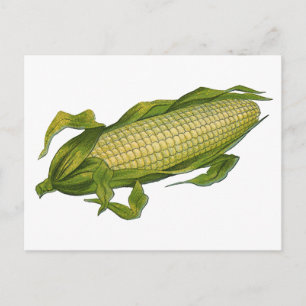 Vintage Food, Healthy Vegetables, Corn on the Cob Postcard
