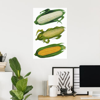 Vintage Food Healthy Vegetables, Fresh Corn on Cob Poster