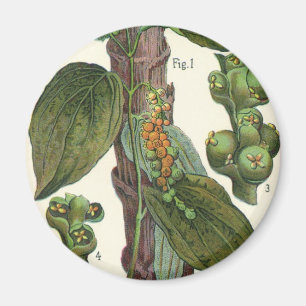 Vintage Food Herbs Spices, Black Pepper Plant Magnet