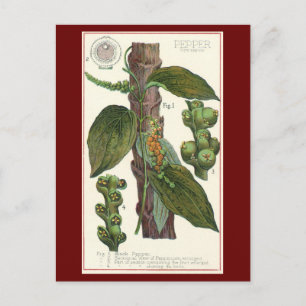 Vintage Food Herbs Spices, Black Pepper Plant Postcard