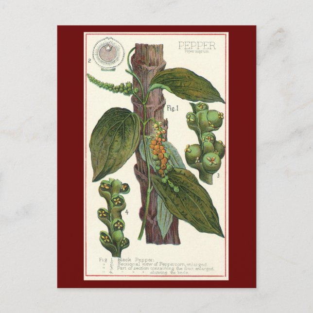 Vintage Food Herbs Spices, Black Pepper Plant Postcard (Front)