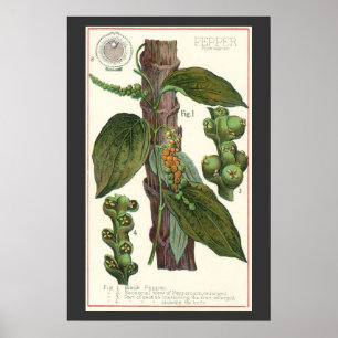 Vintage Food Herbs Spices, Black Pepper Plant Poster