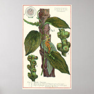 Vintage Food Herbs Spices, Black Pepper Plant Poster
