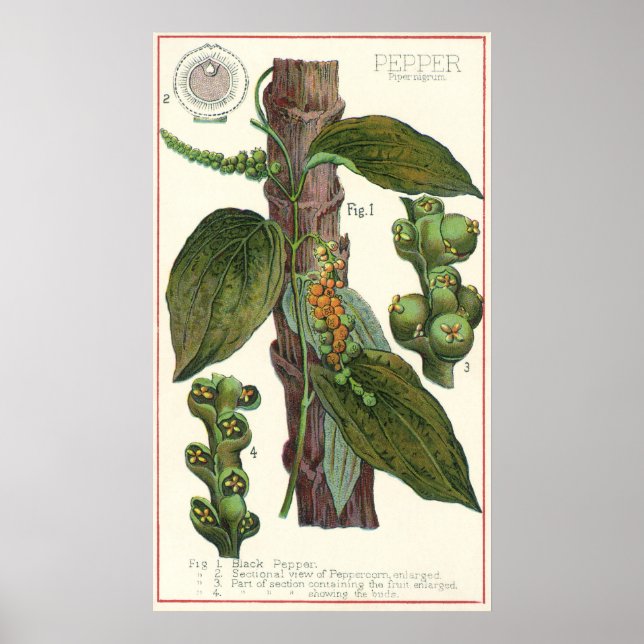 Vintage Food Herbs Spices, Black Pepper Plant Poster (Front)