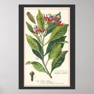 Vintage Food Herbs Spices, Botany of Cloves Poster