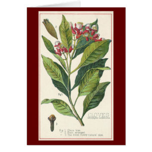 Vintage Food Herbs Spices, Cloves Plant