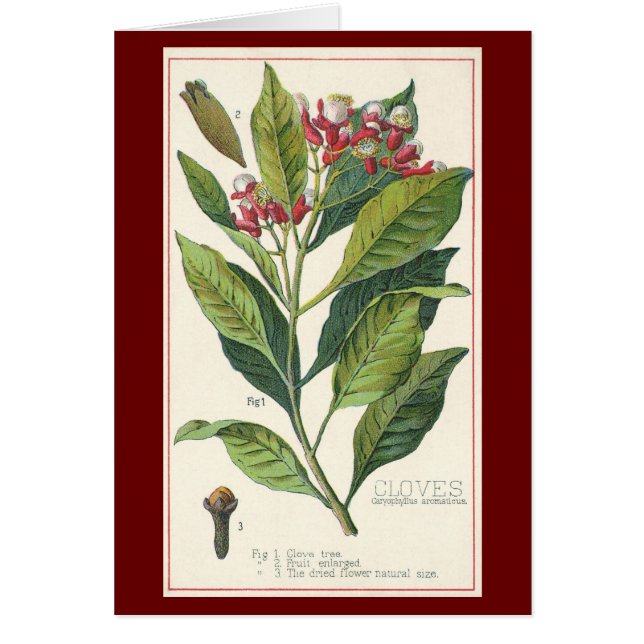 Vintage Food Herbs Spices, Cloves Plant (Front)