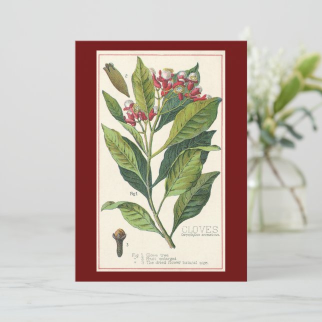 Vintage Food Herbs Spices, Cloves Plant (Standing Front)