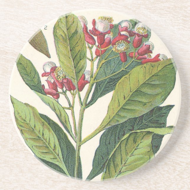 Vintage Food Herbs Spices, Cloves Plant Coaster (Front)