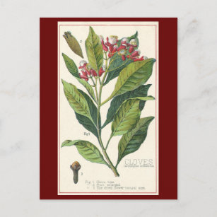 Vintage Food Herbs Spices, Cloves Plant Postcard