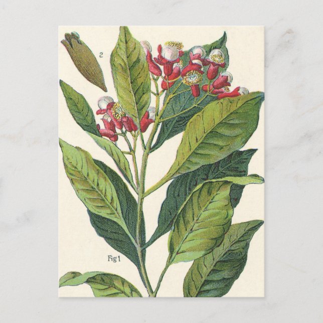 Vintage Food Herbs Spices, Cloves Plant Postcard (Front)