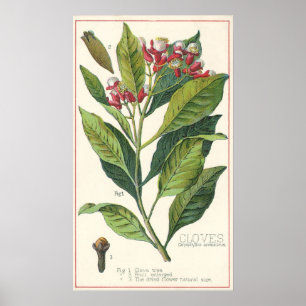 Vintage Food Herbs Spices, Cloves Plant Poster
