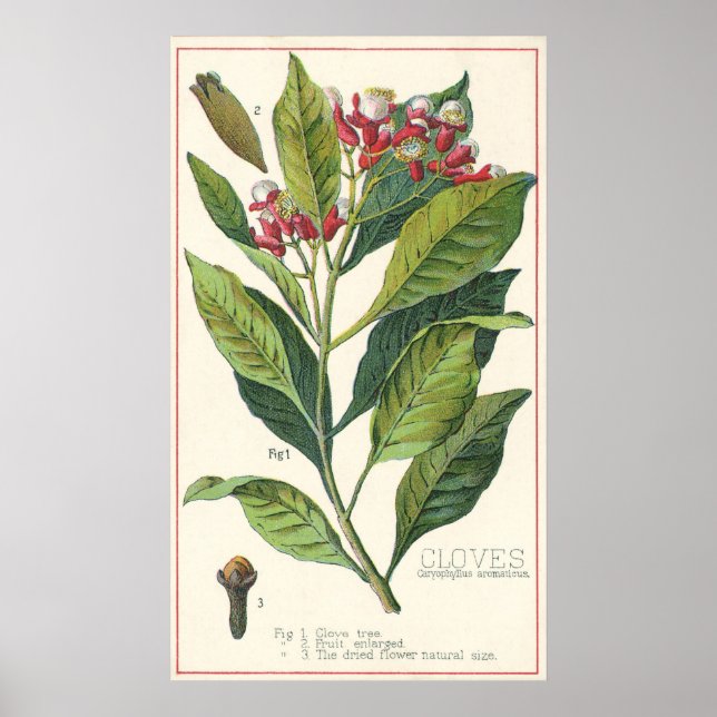 Vintage Food Herbs Spices, Cloves Plant Poster (Front)