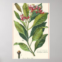 Vintage Food Herbs Spices, Cloves Plant