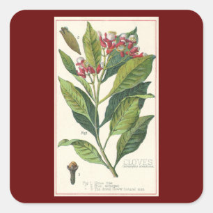 Vintage Food Herbs Spices, Cloves Plant Square Sticker