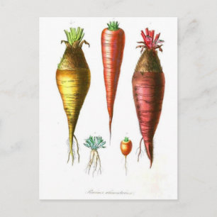 vintage food illustration french country carrot postcard