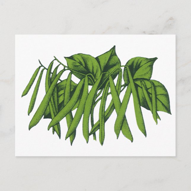 Vintage Food, Organic Green Beans Vegetables Postcard (Front)