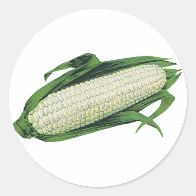 Vintage Food Vegetables White Corn on the Cob Classic Round Sticker (Front)