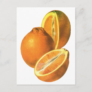 Vintage Foods, Fruit Organic Fresh Healthy Oranges Postcard