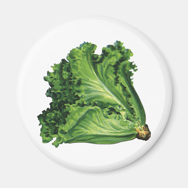 Vintage Foods, Green Leaf Lettuce Vegetables Magnet (Front)