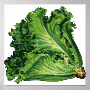 Vintage Foods, Green Leaf Lettuce Vegetables Poster