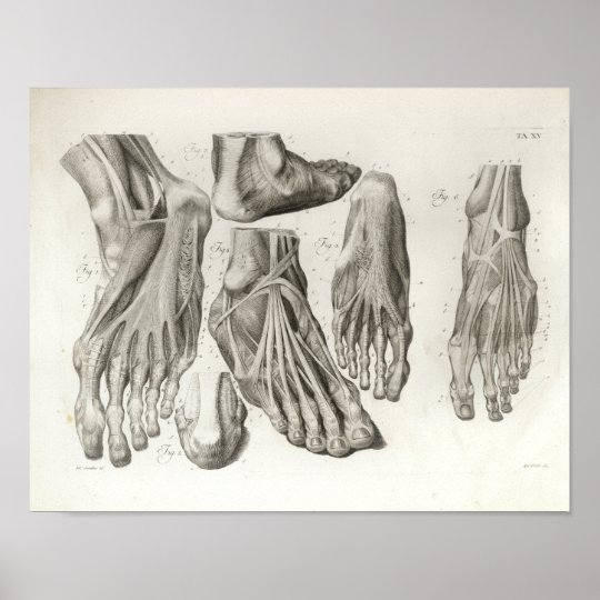 Vintage Foot Muscle Ligaments Anatomy Print 1716 Zazzle Co Uk