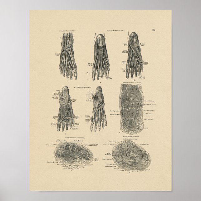 Vintage Foot Muscles Anatomy 1880 Print (Front)