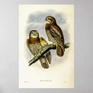 Vintage Forbes’s Hawk-Owl by John Gould Poster