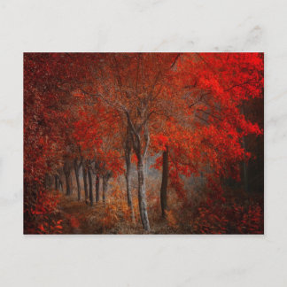 Vintage Forest Scene Postcard