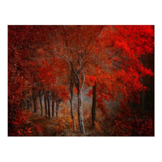 Vintage Forest Scene Postcard