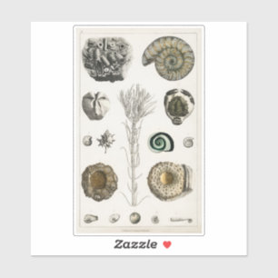 VINTAGE FOSSILS CHART TRANSPARENT STICKER