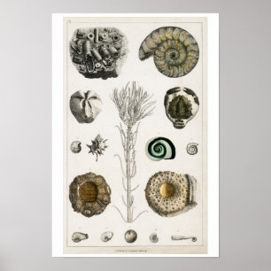 VINTAGE FOSSILS  ILLUSTRATION  POSTER