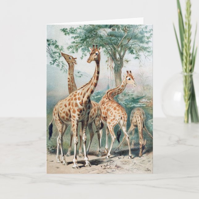 Vintage Four Giraffes 1900's Book Illustration Card (Front)