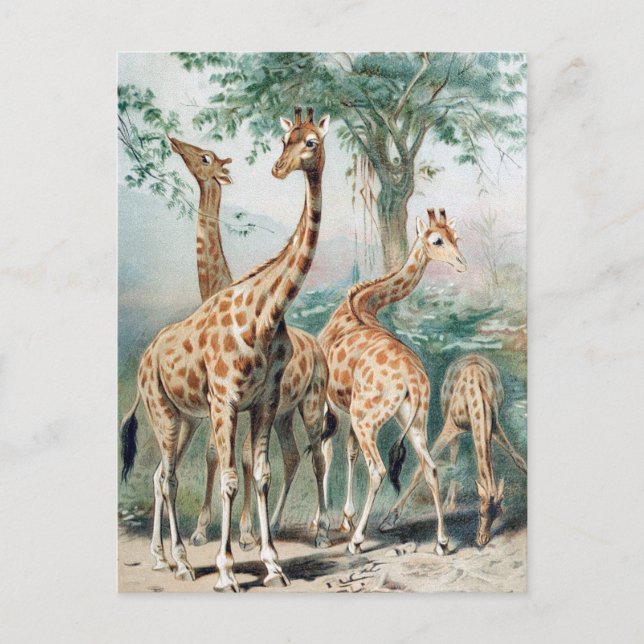 Vintage Four Giraffes 1900's Book Illustration Postcard (Front)