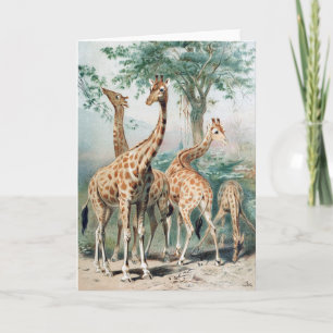 Vintage Four Giraffes Illustration Card
