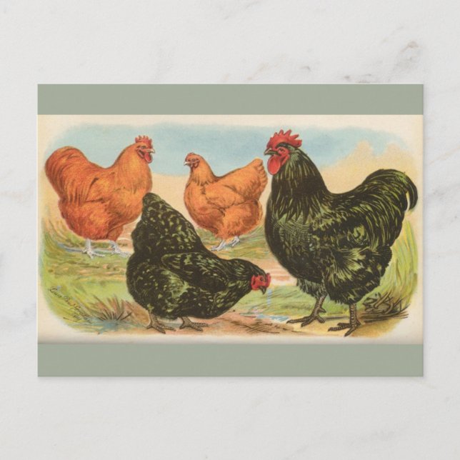 Vintage Four "Orpington Chickens" Postcard (Front)
