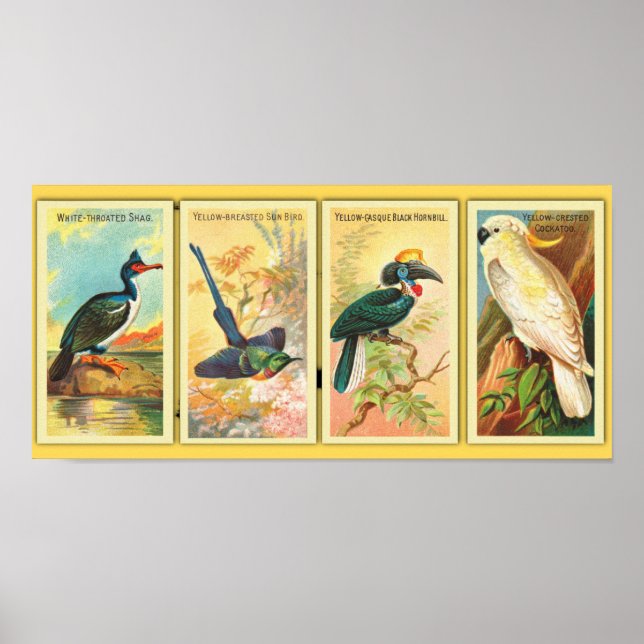 Vintage Four Tropical Birds In One Illustration Poster (Front)