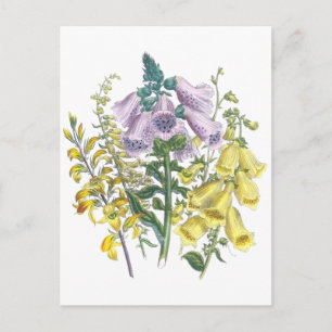 Vintage Foxglove Illustration Postcard