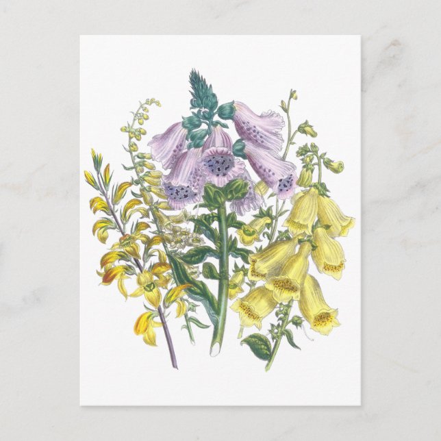 Vintage Foxglove Illustration Postcard (Front)