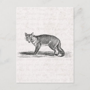 Vintage Foxy Fox Illustration - 1800's Foxes Postcard