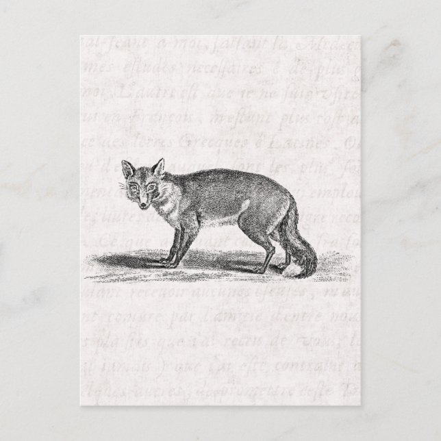 Vintage Foxy Fox Illustration - 1800's Foxes Postcard (Front)