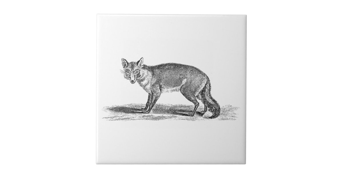 Vintage Foxy Fox Illustration - 1800's Foxes Tile | Zazzle ...