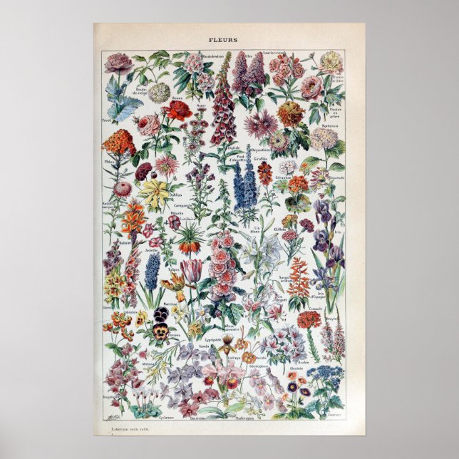 Vintage French Adolphe Millot Flowers Poster (Front)
