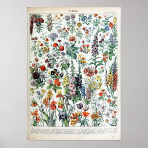 Vintage French Adolphe Millot Flowers Poster