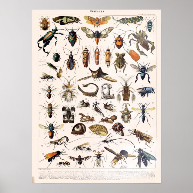 Vintage French Adolphe Millot Insects Poster (Front)