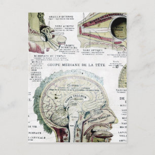 Vintage French Anatomy Postcard
