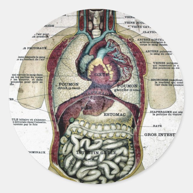 Vintage French Anatomy Sticker (Front)