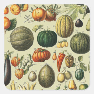 Vintage French Botanical Fruit Poster Art Square Sticker